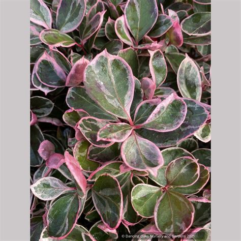 Gaultheria procumbens Winter Splash™, Variegated Wintergreen – Dancing ...