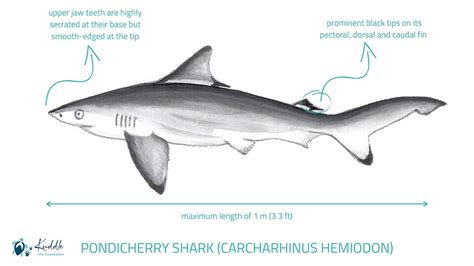 Pondicherry Shark - An unfortunate subject of human exploitation!