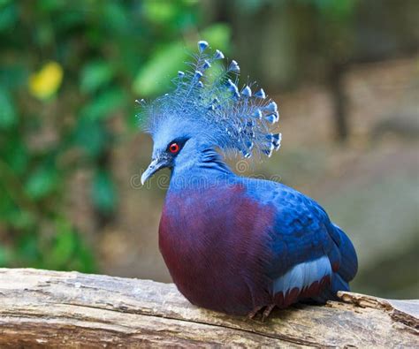 Victoria Crowned Pigeon Or Goura Victoria Royalty Free Stock Images ...