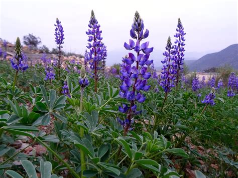 Wolfbane blooms Kumeyaay Lands | San diego county, San diego, World