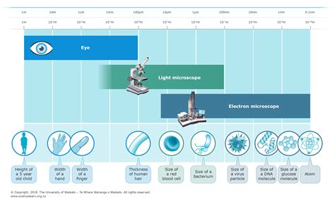 How microscopes magnify — Science Learning Hub