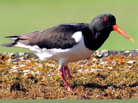 a black and white bird with an orange beak standing on mossy ground next to grass