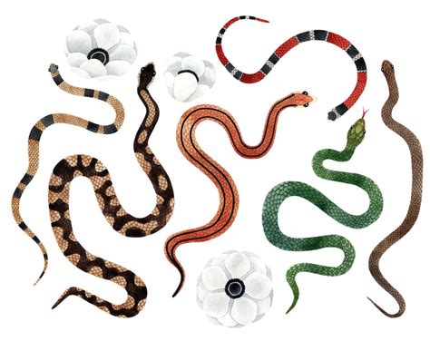 Snake Watercolor Clipart, Snakes Watercolor Clip Art, Snake Clipart, Floral Snake Png ...