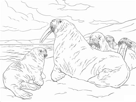 Realistic Walrus Coloring Page Coloring Pages