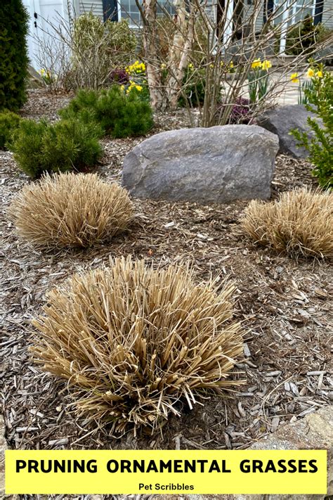 Pruning Ornamental Grasses: short, medium, tall - Pet Scribbles