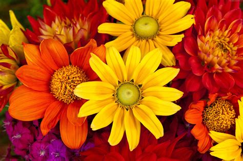 Fall Flowers Desktop Wallpapers - Top Free Fall Flowers Desktop ...