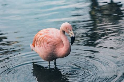 Andean Flamingo: Why is it Endangered?