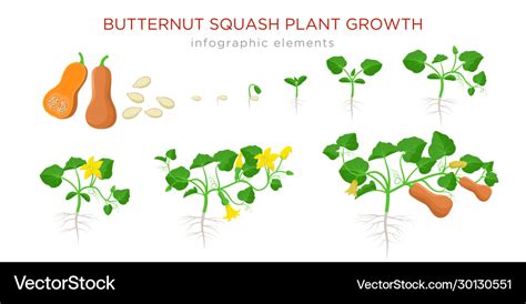 Butternut squash plant growth stages infographic Vector Image