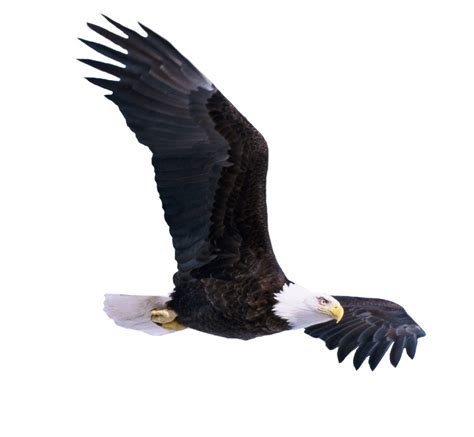 Bald eagle flying PNG Image - PurePNG | Free transparent CC0 PNG Image Library
