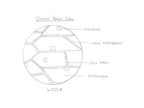 Labeled Onion Cell In Microscope