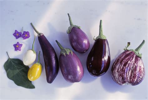 Different Types of Eggplant