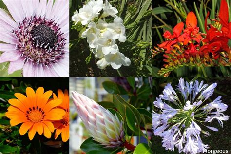 African Flowers: 27 Amazing Picks for Your Garden | Florgeous