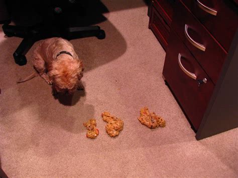 This is Why You Don't Feed Dogs Human Food | Chris Pirillo | Flickr