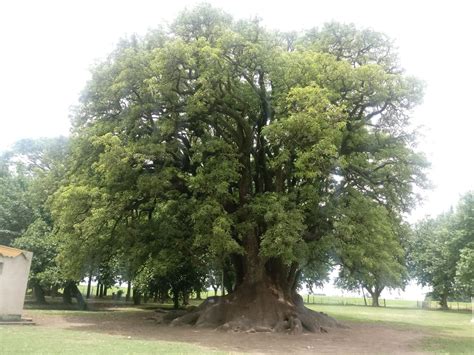 Ombu - Phytolacca dioica, a massive deciduous tree native to the Pampa of South America ...