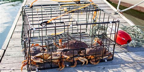 Beginner’s Guide to Crabbing | West Marine