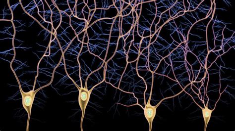 What Is the Difference Between Afferent and Efferent Neurons?