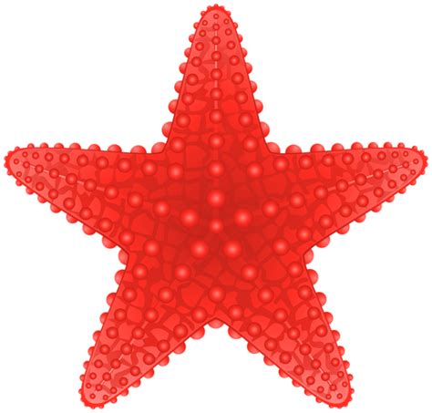 Starfish PNG