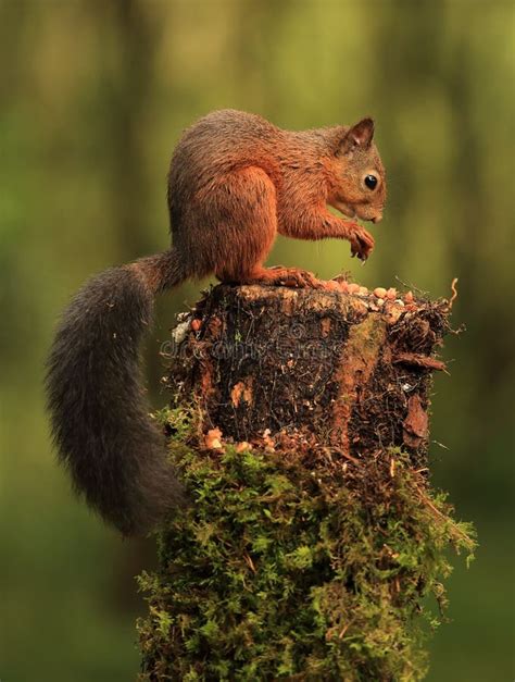 Red Squirrel (Sciurus Vulgaris) Stock Photo - Image of scottish, cute: 34720386
