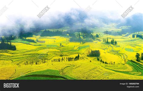 Canola Field, Rapeseed Image & Photo (Free Trial) | Bigstock