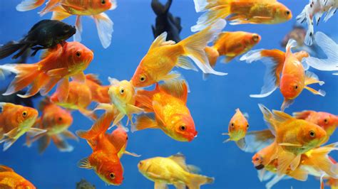 The Paris Aquarium Is Home to a Massive Rescued Goldfish Sanctuary | Mental Floss