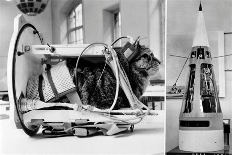 Bizarre History of Cats in Space - Newsweek