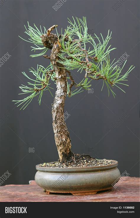 Ponderosa Pine Bonsai Image & Photo (Free Trial) | Bigstock