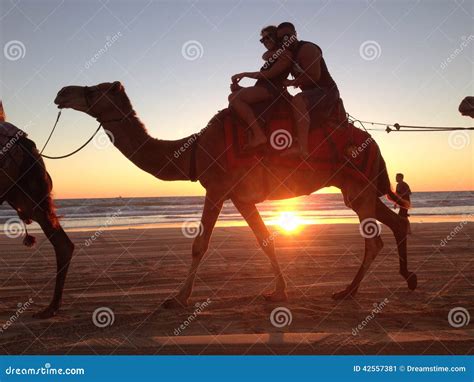 Cable beach camel editorial photo. Image of sand, camel - 42557381