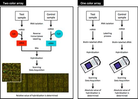 Microarrays | Functional genomics II