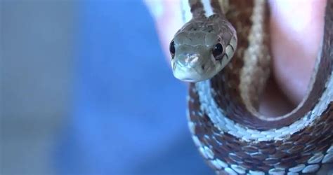 Do Garter Snakes Bite And Are They Dangerous - The Pet Well