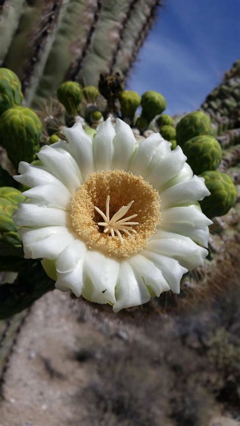 ITAP of a saguaro bloom #photography via /r/itookapicture by ...