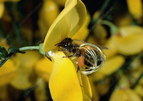 Pollination By Bee | The Life of Bee