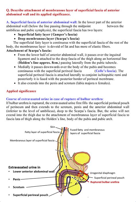 Abdominal Anatomy / Abdominal Wall Anatomy | Neuraxiom - This section of the website will ...