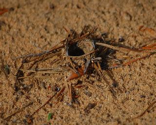 Geolycosa sp., Burrowing Wolf Spider Nest | Sheryl Pollock | Flickr