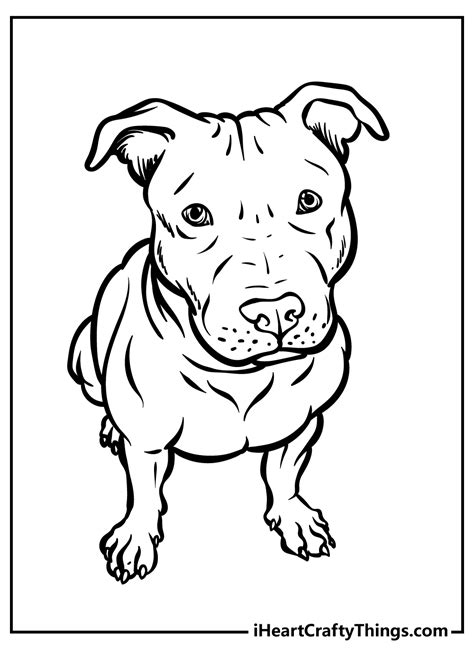 Realistic Pitbull Coloring Pages