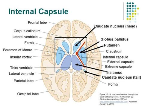 AccessPhysiotherapy - Motor Pathways | Internal capsule, Anatomy, Brain anatomy