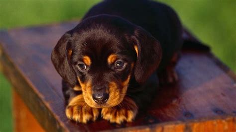 Black and Tan Coonhound - Price, Temperament, Life span