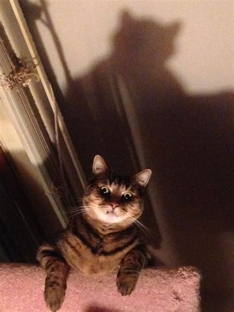 17 Pets Who Think They're In A Horror Movie | Cuteness