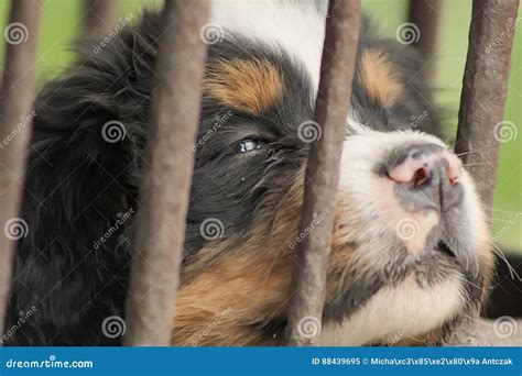 Puppy in cage stock image. Image of lonely, looking, fence - 88439695