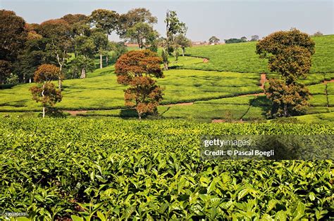 Tea Estates And Trees Thyolo Malawi High-Res Stock Photo - Getty Images