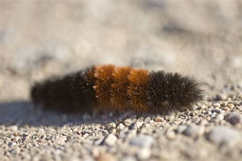 Wooly bear caterpillars predict mild winter - The Washington Post