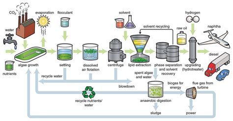 Making Biofuel from Microalgae | American Scientist