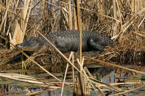 American Alligator - Alligator Mississippiensis | Wildlife Journal Junior