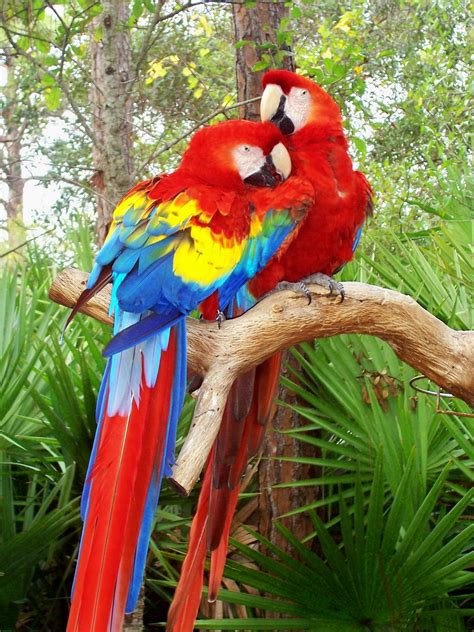 Parrot | Animal Wildlife