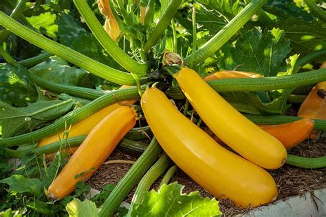 A Complete Growing Guide for Zucchini Plant Care - Happiness Zucchini