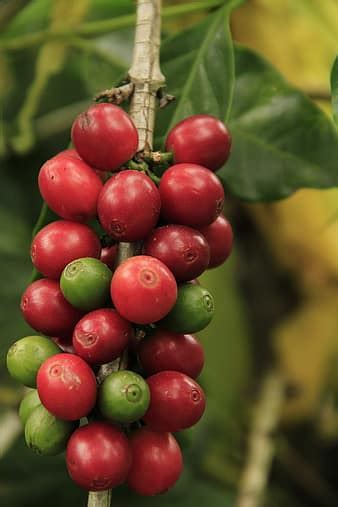 coffee, wood, yellow, bean, growing, plantation, sunset, farm, harvest, courtyard | Pikist