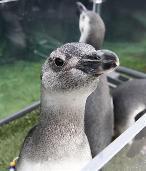 IN PICTURES & VIDEO: 3 penguin chicks make their public debut at the ...