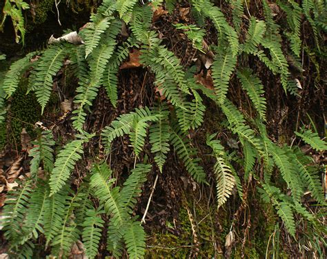 Polypodiaceae