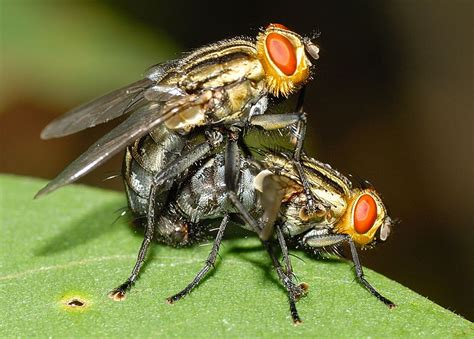 Calyptratae (Calyptrata) Flies - Order Diptera