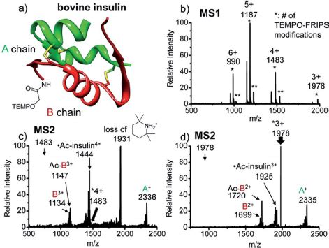 FRIPS of intact bovine insulin. (a) Ribbon modeling of bovine insulin... | Download Scientific ...