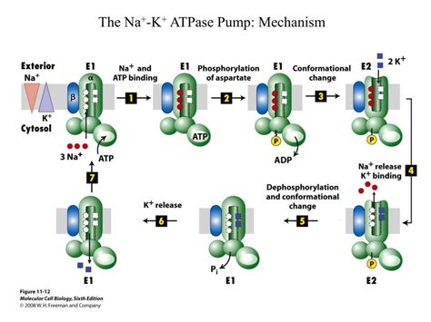 PPT - The Na + -K + ATPase Pump PowerPoint Presentation, free download ...